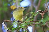 Mangrove Vireo